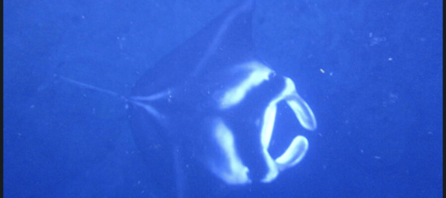 manta ray big island snorkeling
